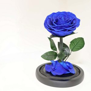 Forever Aura Preserved Floating Rose – Royal Blue